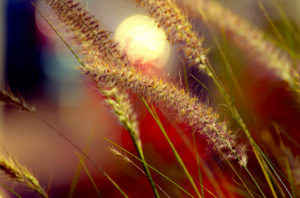 In His Image - wheat grass