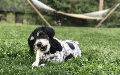 The Canine Bible Study Method