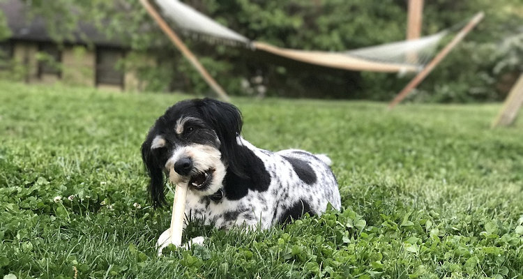 The Canine Bible Study Method