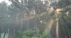 Light through the trees in my backyard