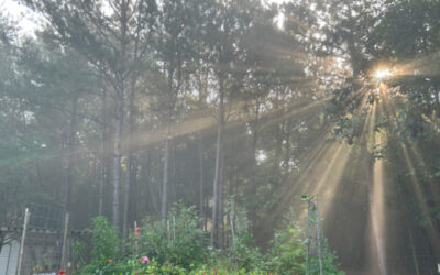 Light And Leadership – Valuable Lesson For All