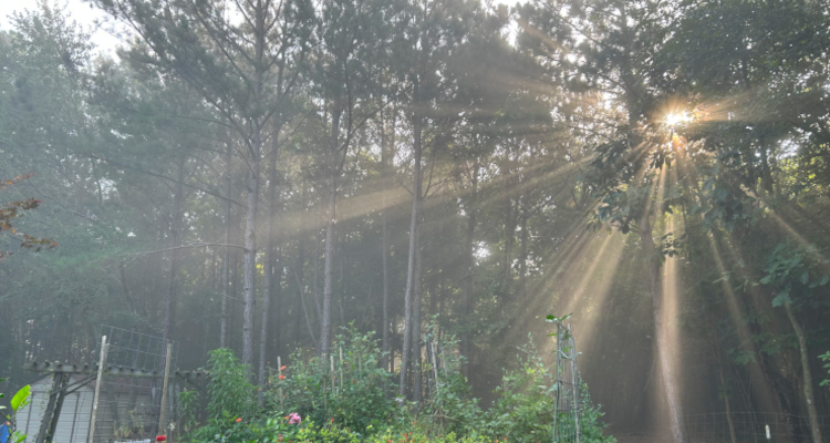 Sunburst bkyard II Light through the trees in my backyard