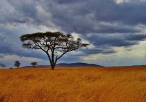 Acacia tree