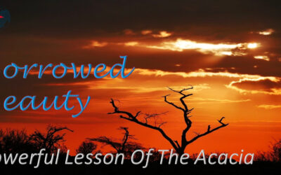Borrowed Beauty – Powerful Lesson Of The Acacia