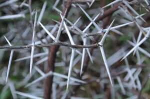 Acacia thorns